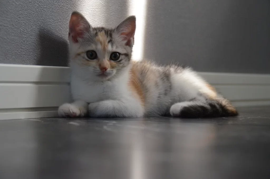 天使のようにかわいかった子猫時代